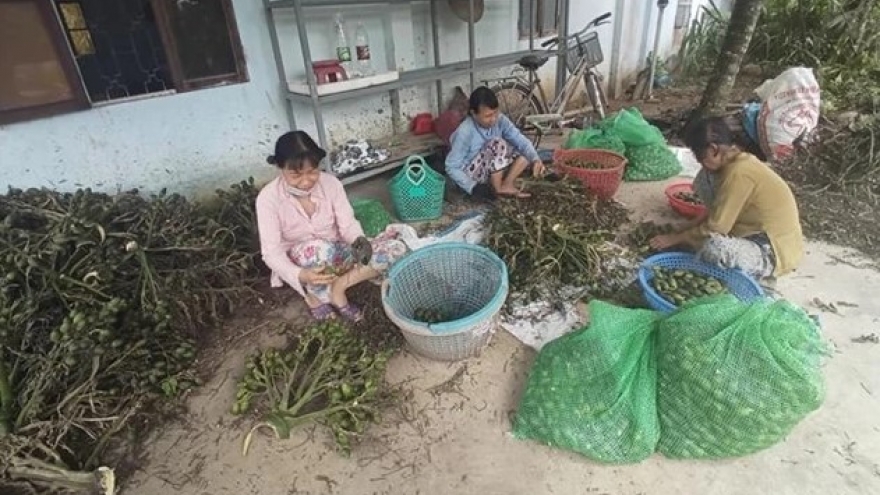 Prices of fresh areca nuts in Vietnam hit record highs due to Chinese demand